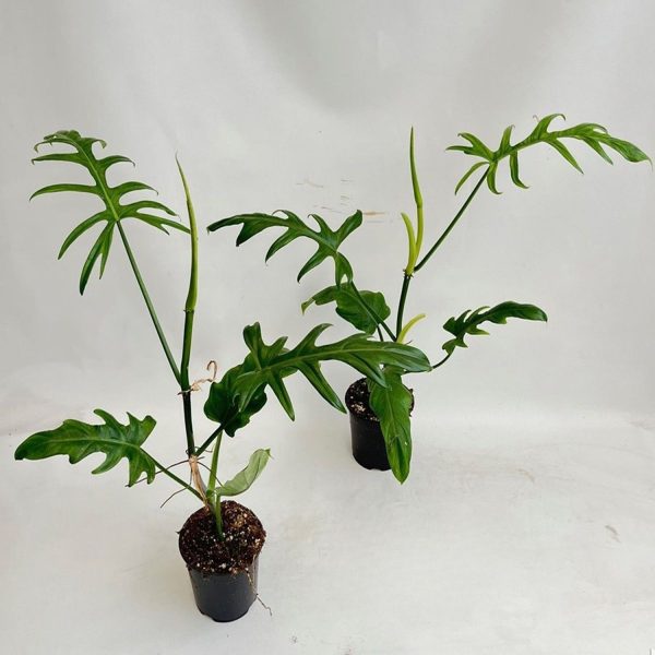 HP-PHILODENDRON ELEGANS - Image 4