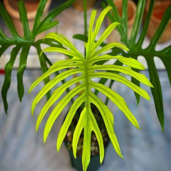 HP-PHILODENDRON ELEGANS - Image 3
