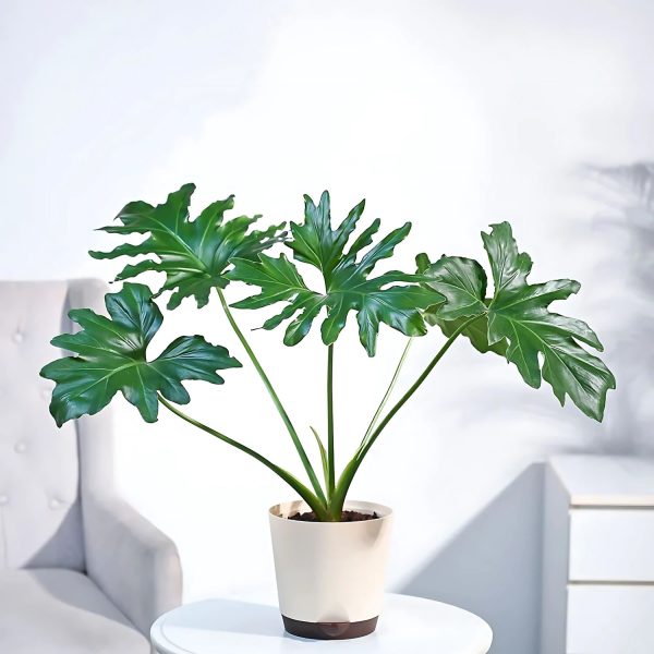 HP-PHILODENDRON SELLOUM - Image 4