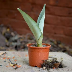 HP-SANSEVIERIA G. MOONSHINE